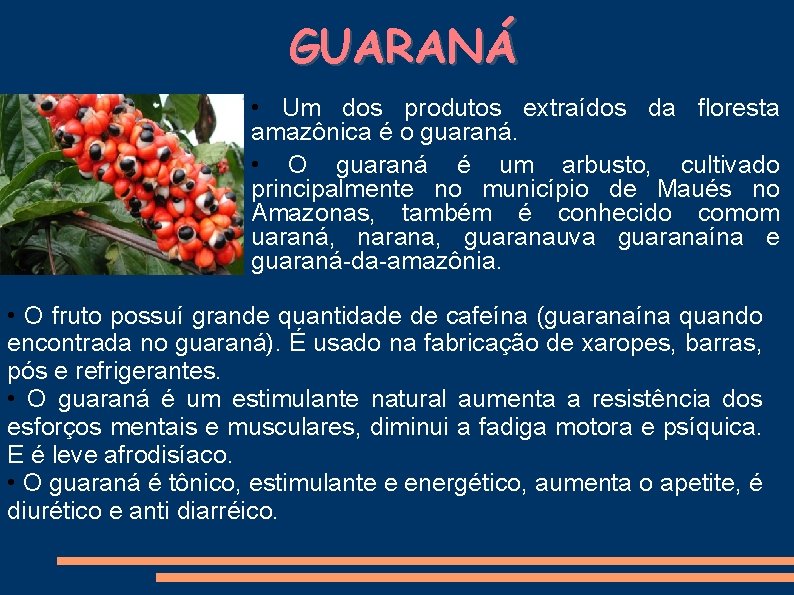 GUARANÁ • Um dos produtos extraídos da floresta amazônica é o guaraná. • O