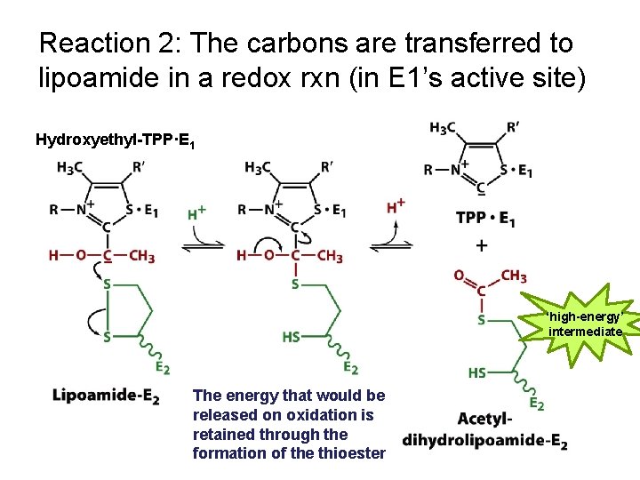 Reaction 2: The carbons are transferred to lipoamide in a redox rxn (in E