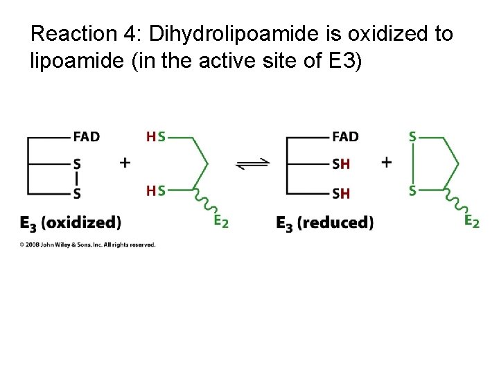 Reaction 4: Dihydrolipoamide is oxidized to lipoamide (in the active site of E 3)