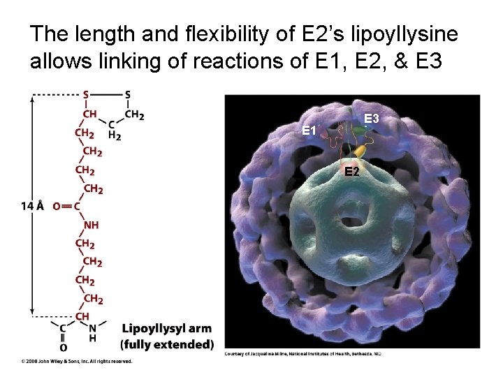The length and flexibility of E 2’s lipoyllysine allows linking of reactions of E
