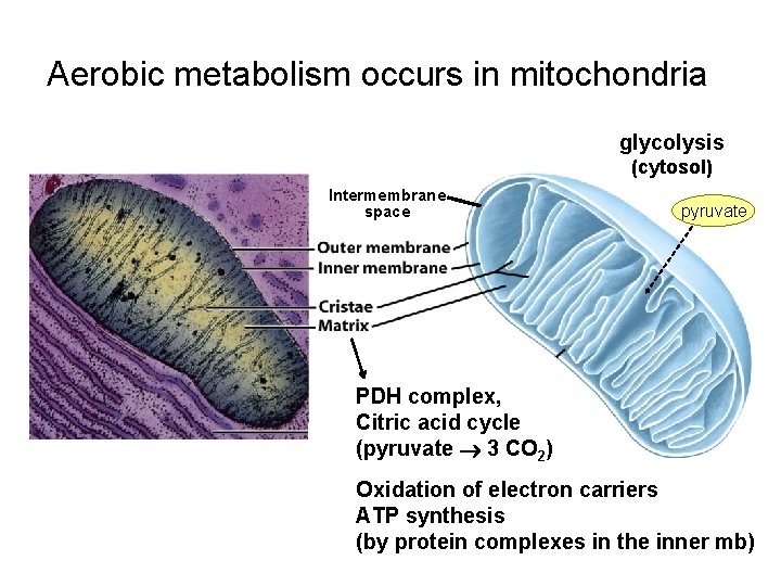 Aerobic metabolism occurs in mitochondria glycolysis (cytosol) Intermembrane space pyruvate PDH complex, Citric acid