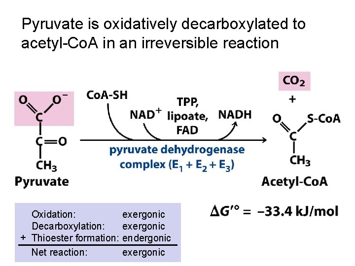 Pyruvate is oxidatively decarboxylated to acetyl-Co. A in an irreversible reaction Oxidation: Decarboxylation: +
