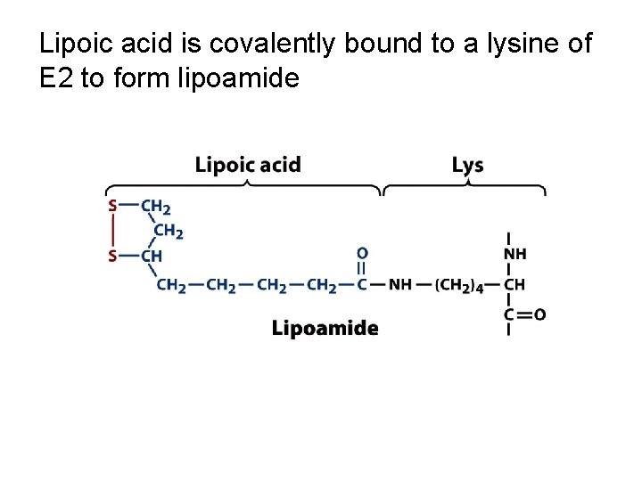 Lipoic acid is covalently bound to a lysine of E 2 to form lipoamide