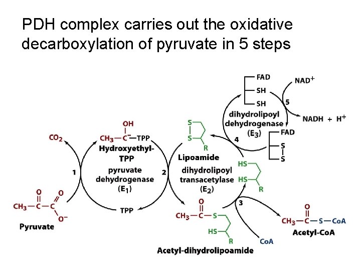 PDH complex carries out the oxidative decarboxylation of pyruvate in 5 steps 