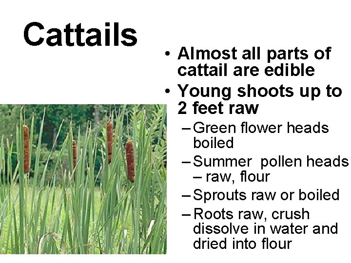 Cattails • Almost all parts of cattail are edible • Young shoots up to