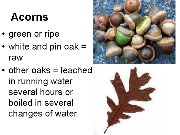 Acorns • green or ripe • white and pin oak = raw • other