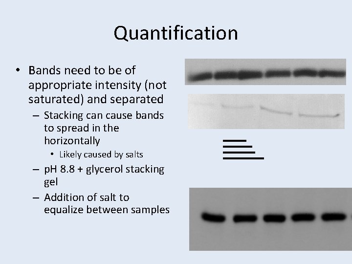 Quantification • Bands need to be of appropriate intensity (not saturated) and separated –