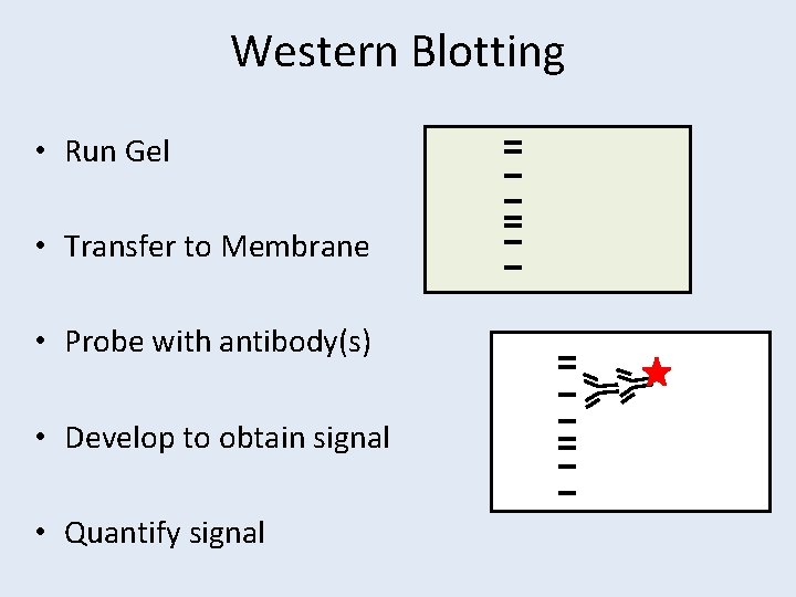 Western Blotting • Run Gel • Transfer to Membrane • Probe with antibody(s) •