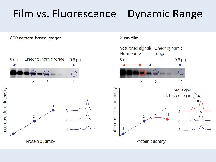 Film vs. Fluorescence – Dynamic Range • Westen blotting principles and methods 