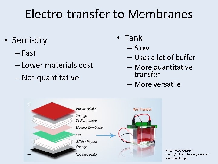 Electro-transfer to Membranes • Semi-dry – Fast – Lower materials cost – Not-quantitative •