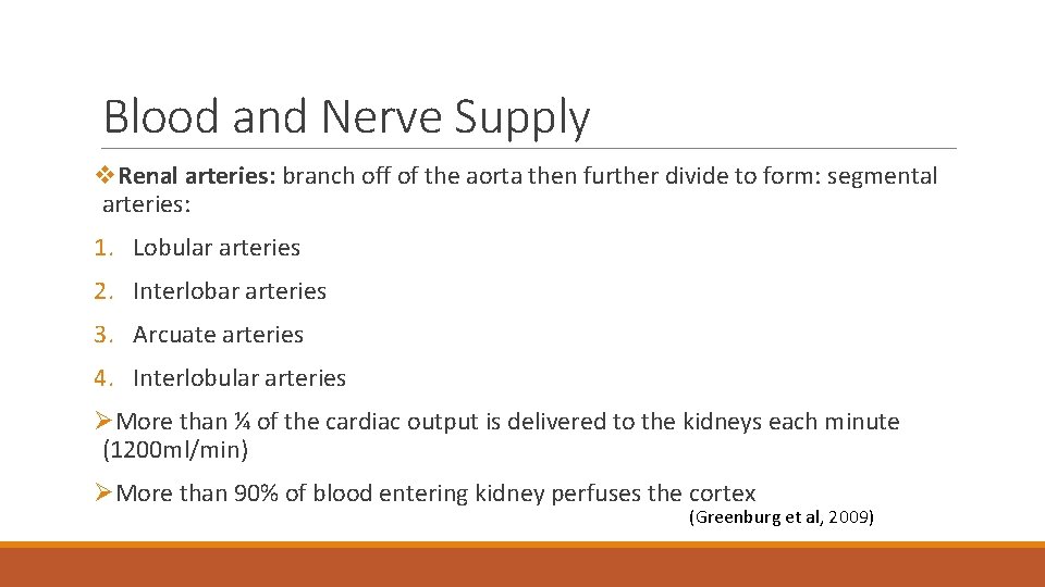 Blood and Nerve Supply v. Renal arteries: branch off of the aorta then further