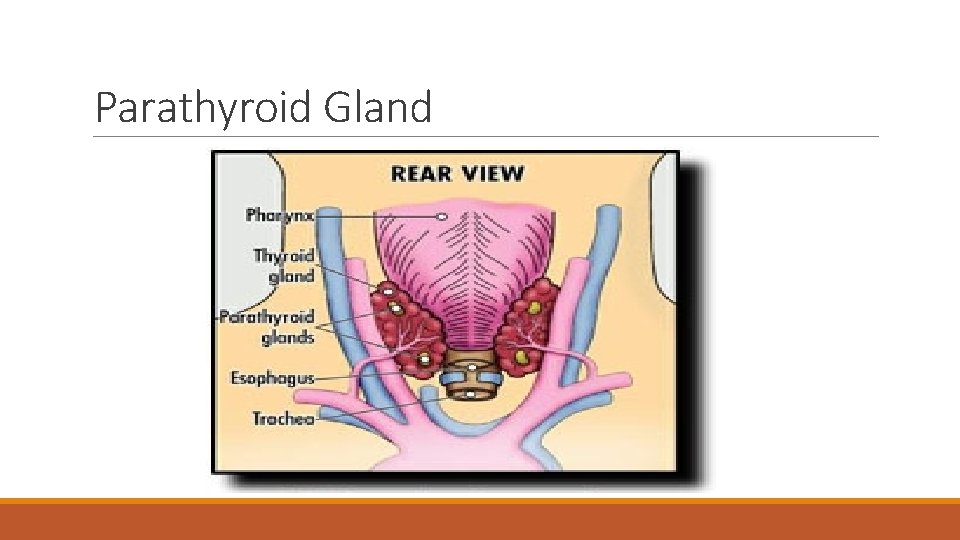 Parathyroid Gland 