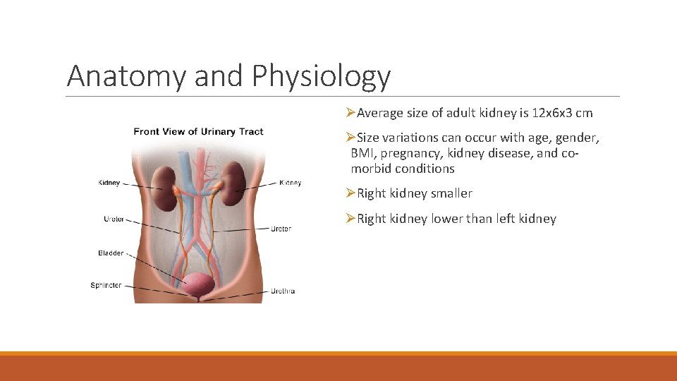 Anatomy and Physiology ØAverage size of adult kidney is 12 x 6 x 3