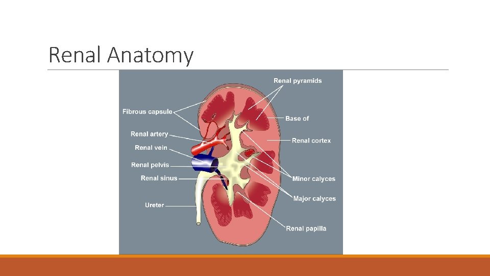 Renal Anatomy 
