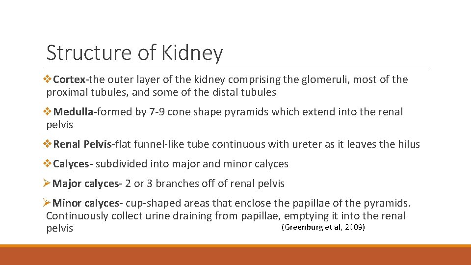 Structure of Kidney v. Cortex-the outer layer of the kidney comprising the glomeruli, most