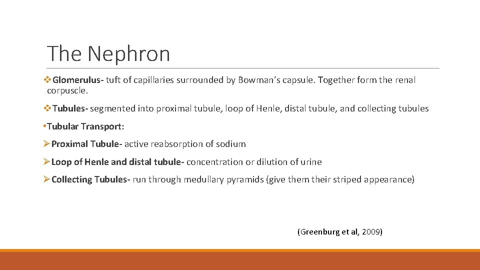 The Nephron v. Glomerulus- tuft of capillaries surrounded by Bowman’s capsule. Together form the