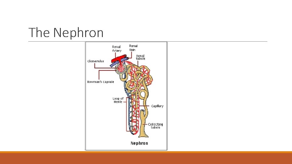 The Nephron 
