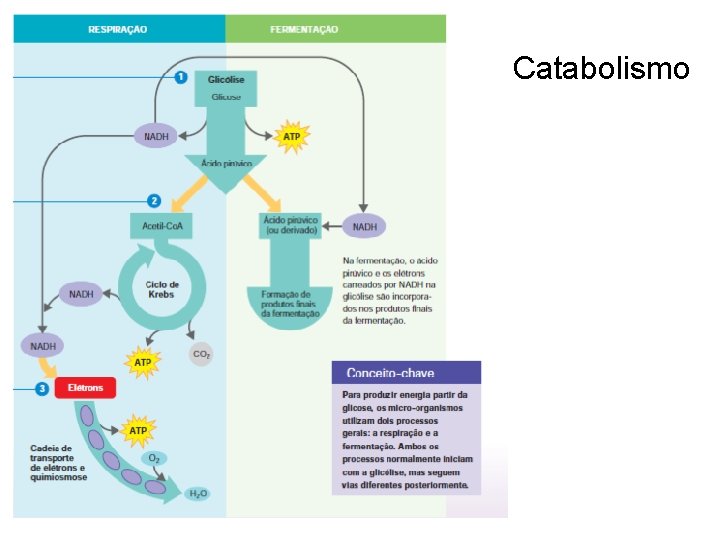Catabolismo 