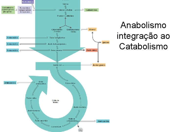 Anabolismo integração ao Catabolismo 