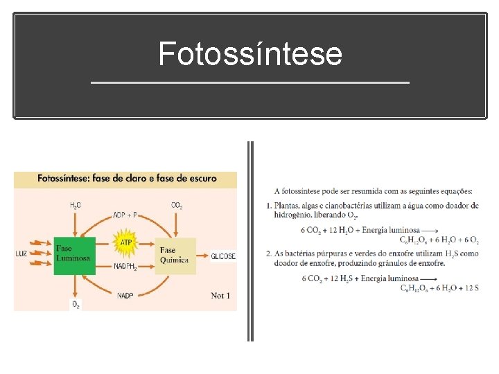 Fotossíntese 