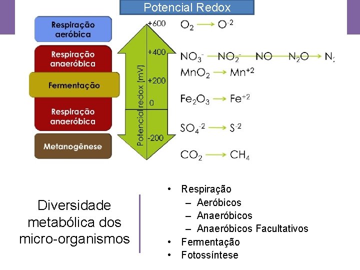 Potencial Redox Diversidade metabólica dos micro-organismos • Respiração – Aeróbicos – Anaeróbicos Facultativos •