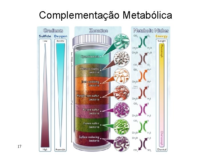 Complementação Metabólica 17 