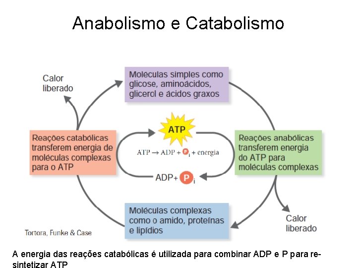Anabolismo e Catabolismo A energia das reações catabólicas é utilizada para combinar ADP e