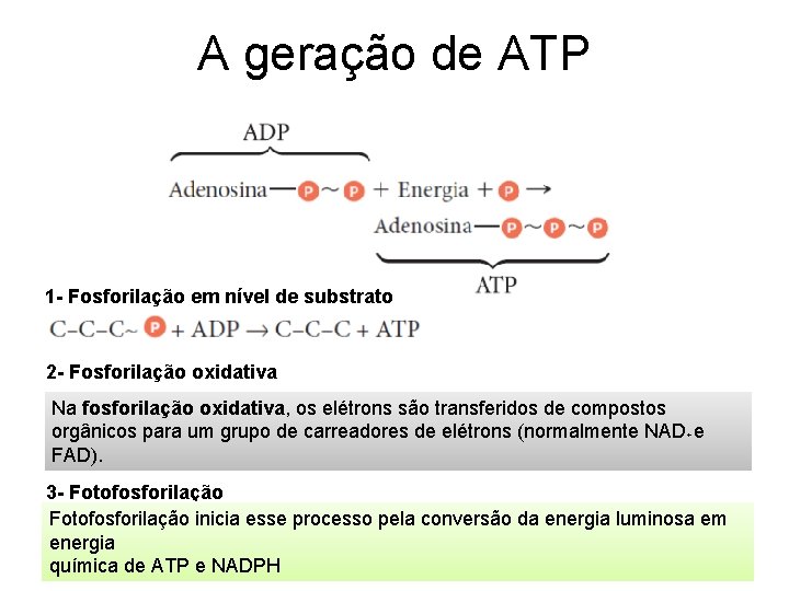 A geração de ATP 1 - Fosforilação em nível de substrato 2 - Fosforilação