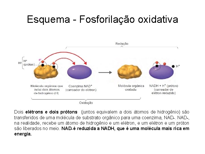 Esquema - Fosforilação oxidativa Dois elétrons e dois prótons (juntos equivalem a dois átomos