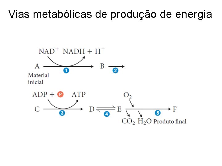 Vias metabólicas de produção de energia 