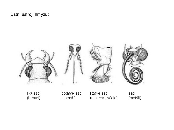 Ústní ústrojí hmyzu: kousací (brouci) bodavě-sací (komáři) lízavě-sací (moucha, včela) sací (motýli) 