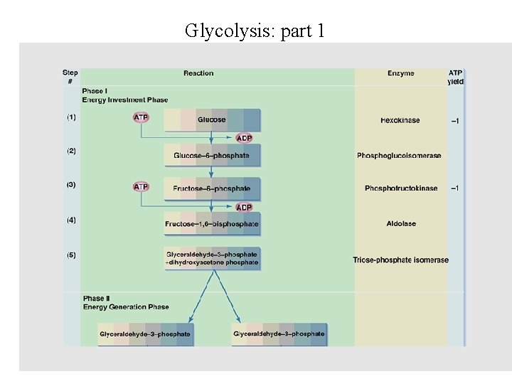 Glycolysis: part 1 Glycolysis: part 1