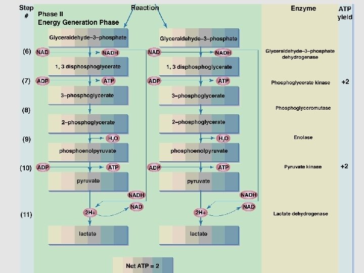 glycolysis: part 2 glycolysis: part 2