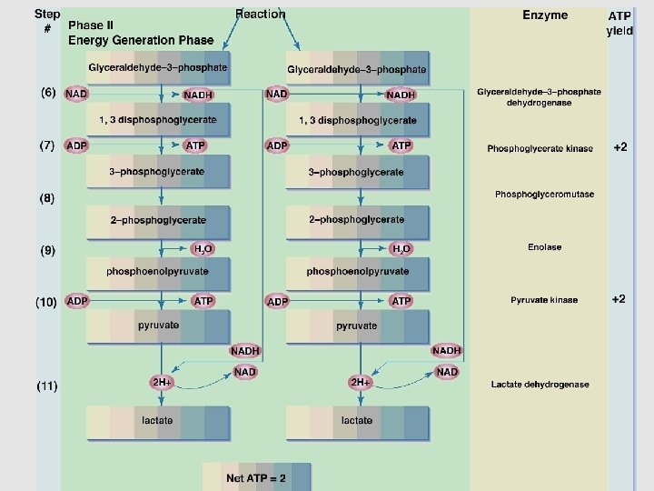 glycolysis: part 2 