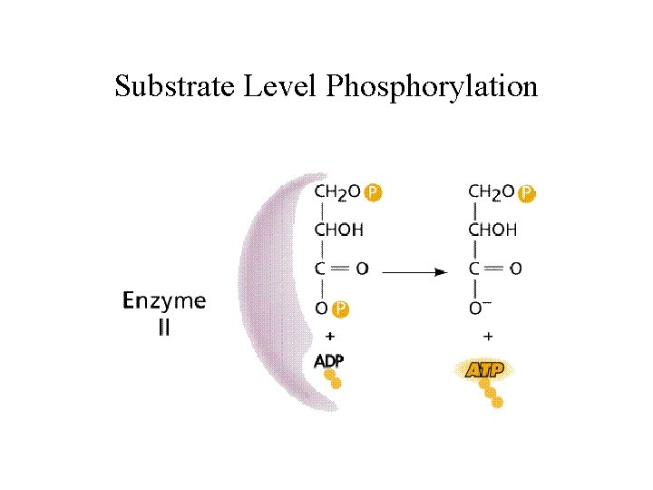 Substrate Level Phosphorylation 