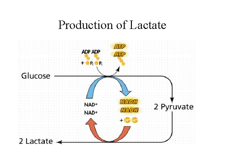 Production of Lactate 