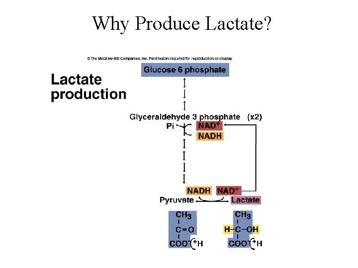 Why Produce Lactate? Why Produce Lactate?