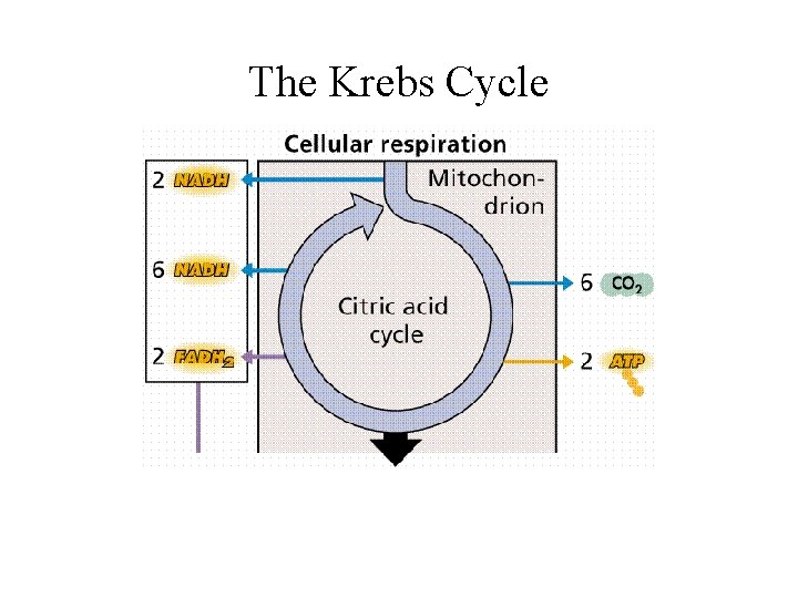 The Krebs Cycle 