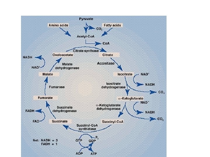 Krebs in Detail 