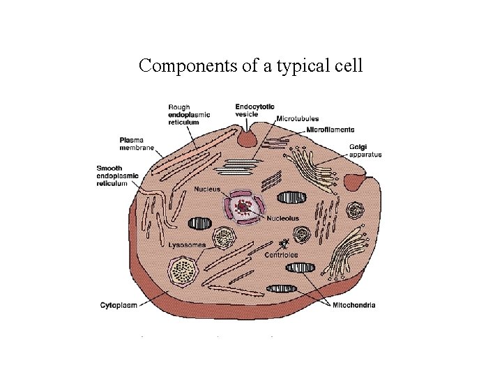 Components of a typical cell 