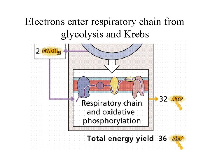 Electrons enter respiratory chain from glycolysis and Krebs 