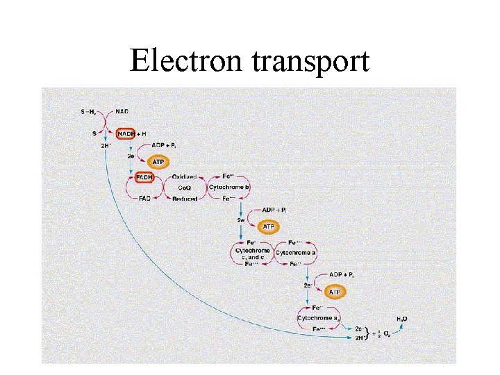 Electron transport Electron transport