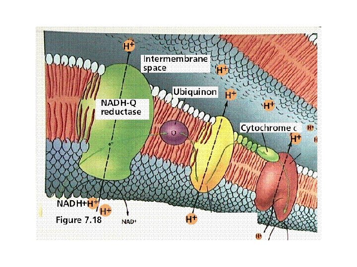 Electron transport 1 Electron transport 1