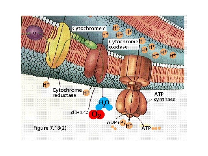 Electron transport 2 Electron transport 2