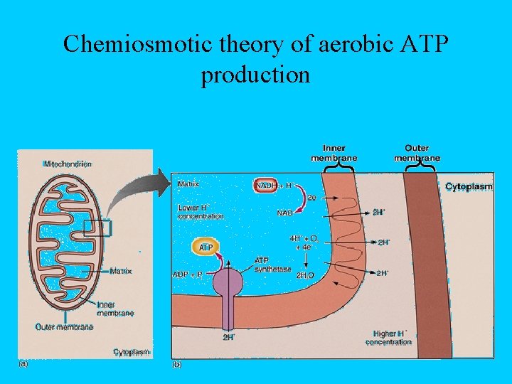 Chemiosmotic theory of aerobic ATP production Chemiosmotic theory of aerobic ATP production