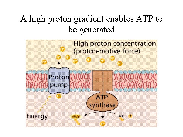 A high proton gradient enables ATP to be generated A high proton gradient enables ATP to be generated