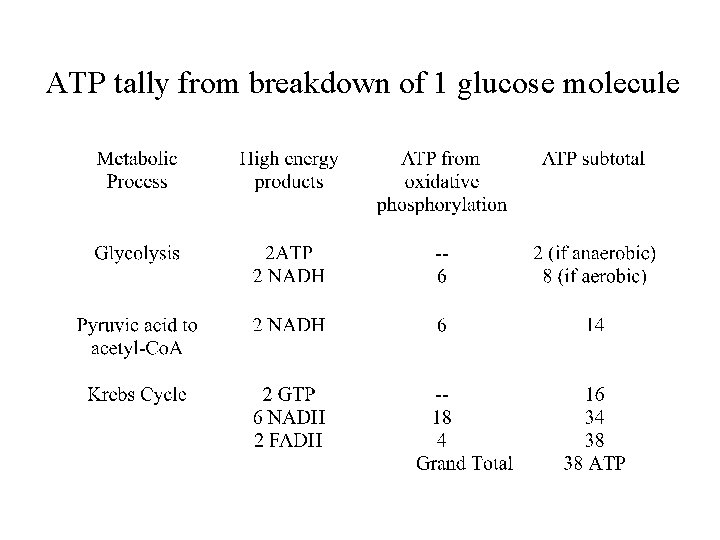 ATP tally from breakdown of 1 glucose molecule 