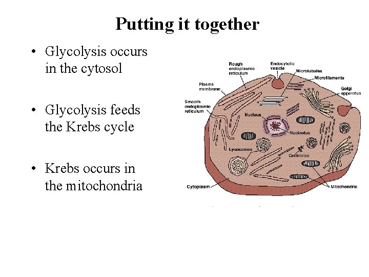 Putting it together • Glycolysis occurs in the cytosol • Glycolysis feeds the Krebs