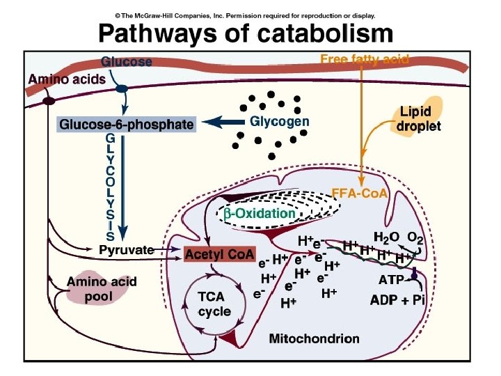 Pathways of Catabolism 