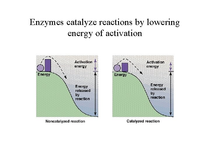 Enzymes catalyze reactions by lowering energy of activation Enzymes catalyze reactions by lowering energy of activation